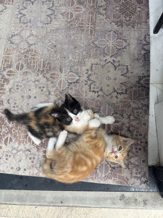 Котёнки отдам хорошие руки