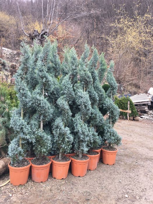 Catalpa / Pon Pon / Palmier Cycas