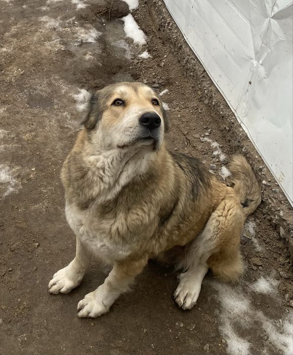 Алабай сука САО девочка