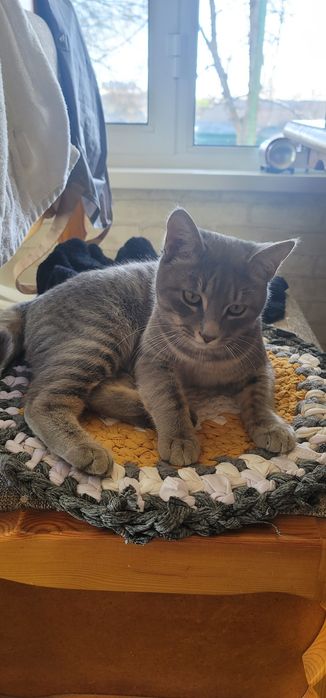 Отдадим кота в хорошие руки, кот находится в Янгиюле