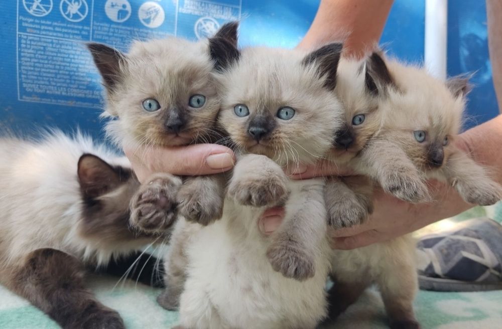 Продаются котята  Балинезийской кошки