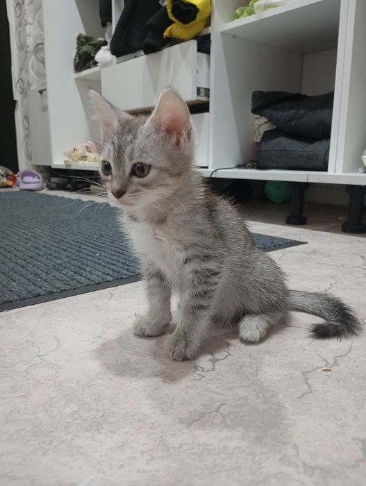 Отдам котят в хорошие добрые руки!!!