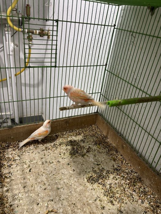 Канарейка самка шимель