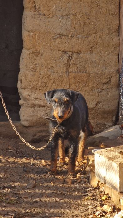 ягдтериер женска