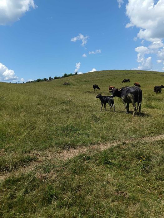 Vand bivolita cu vitel