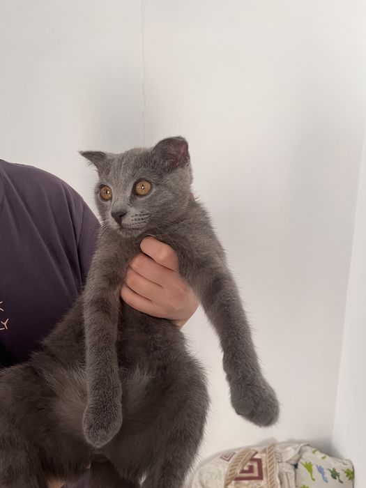 Котенок Бритиш вислоухий