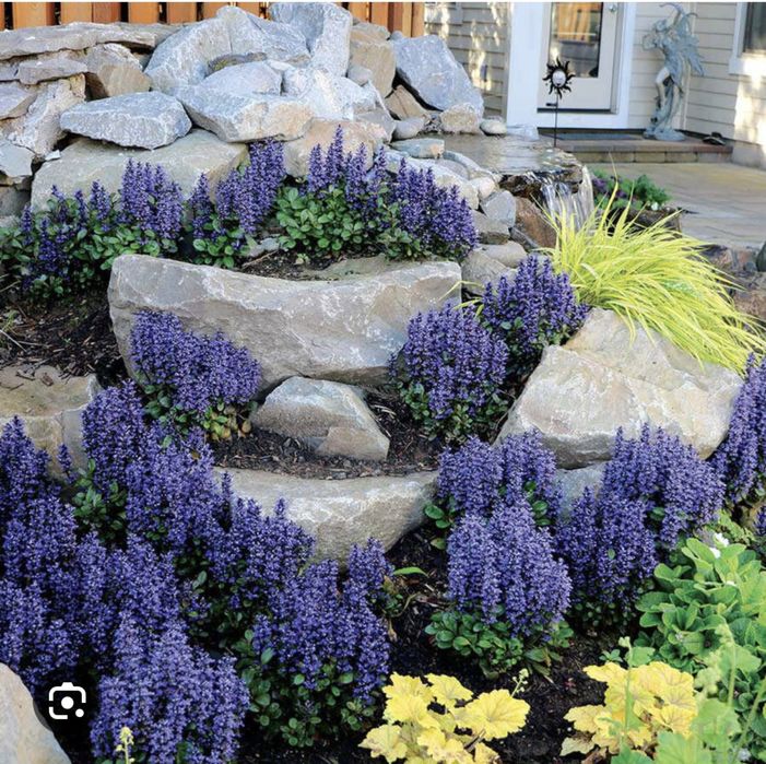 Живучка ( Аюга )