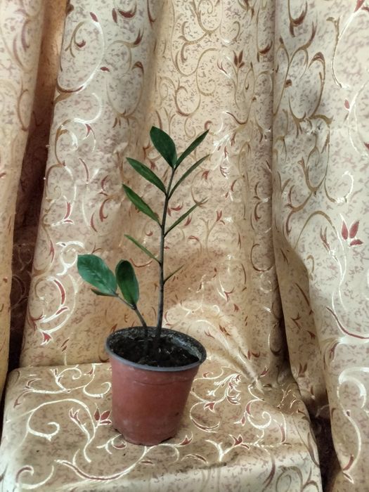 Продам замиакулькас