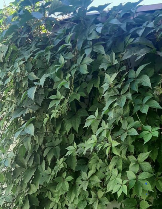 Домашние  цветы.