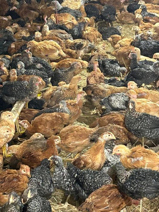 Pui,rate,gaini,Bibilici