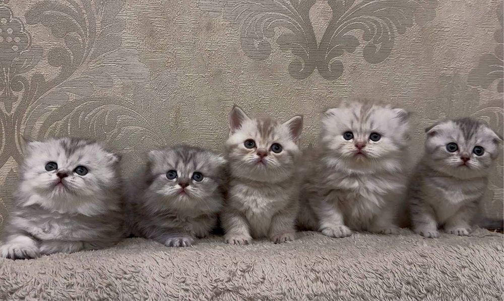 Шотланские котята