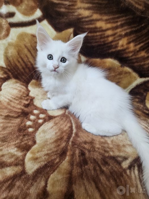 Продажа котят май-кунов
