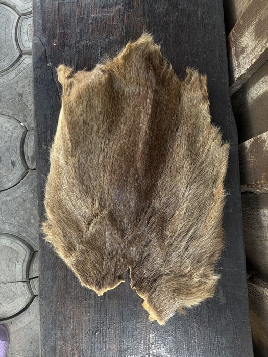 Blana piele naturala de nutrie argintie safir