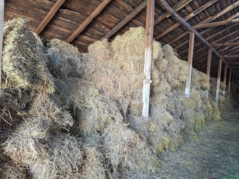 Baloți de lucernă, fân vrac