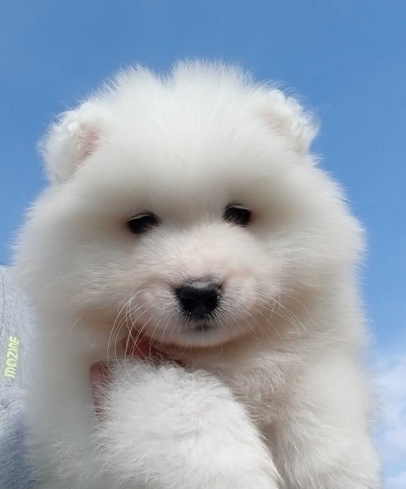 Fetiță samoyed, pedigree A ,FCI