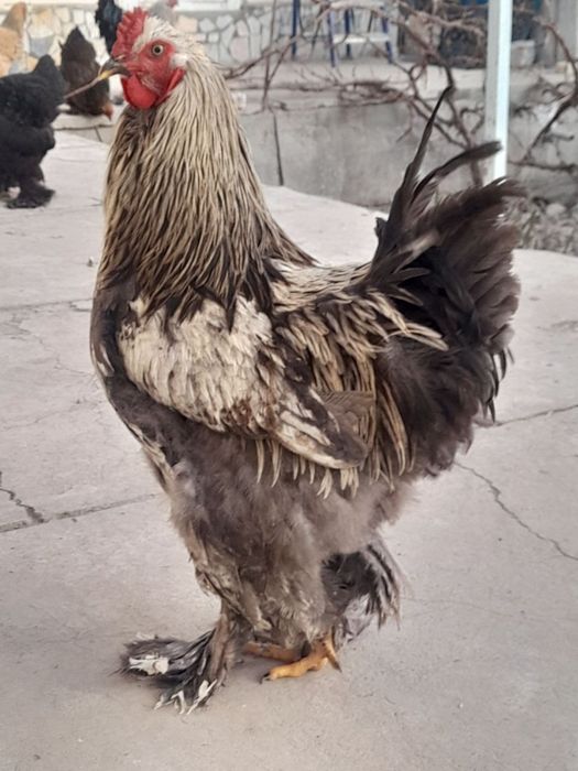 Brama tovuq va xoʻrozlar sotiladi