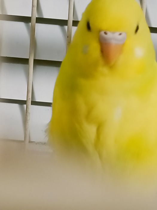 Волнистые попугаи.