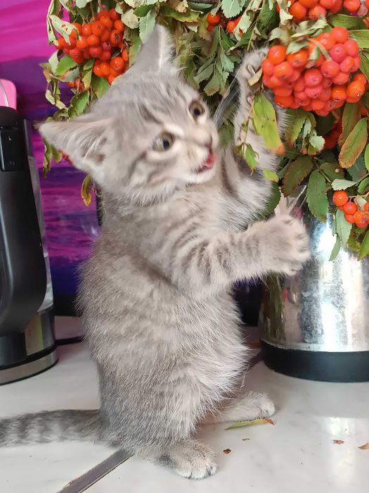 ОБЫЧНЫЙ КОТЕНОК котенок 2 мес. Девочка и Мальчик