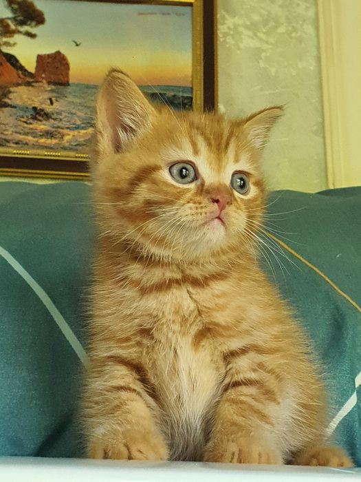 Скотиш страйт котята