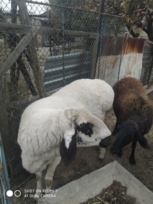 Баран арашан 1год