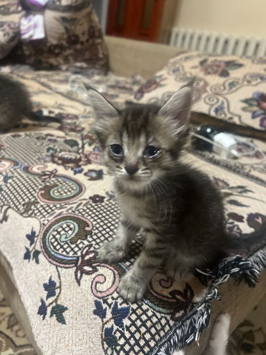 Отдам котят в хорошие руки