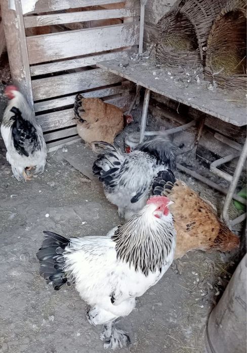 Продам петухов Брама!