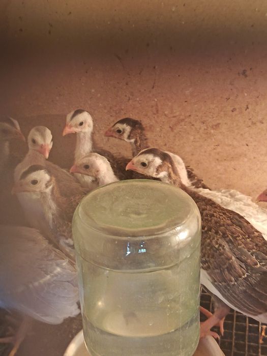 Продам цыплят брама