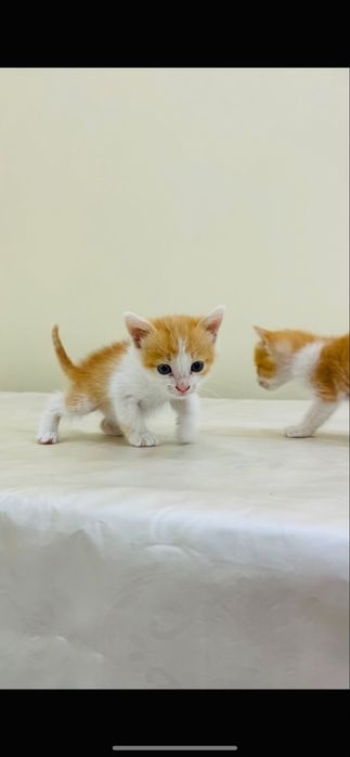 Отдам котят в добрые руки