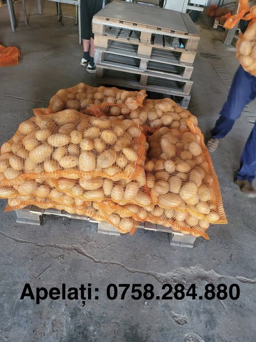 Cartofi de consum Carrera - calitate premium - engros