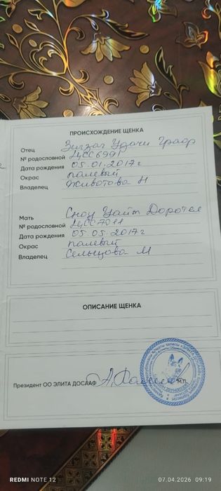 Продам лабрадора ретривера