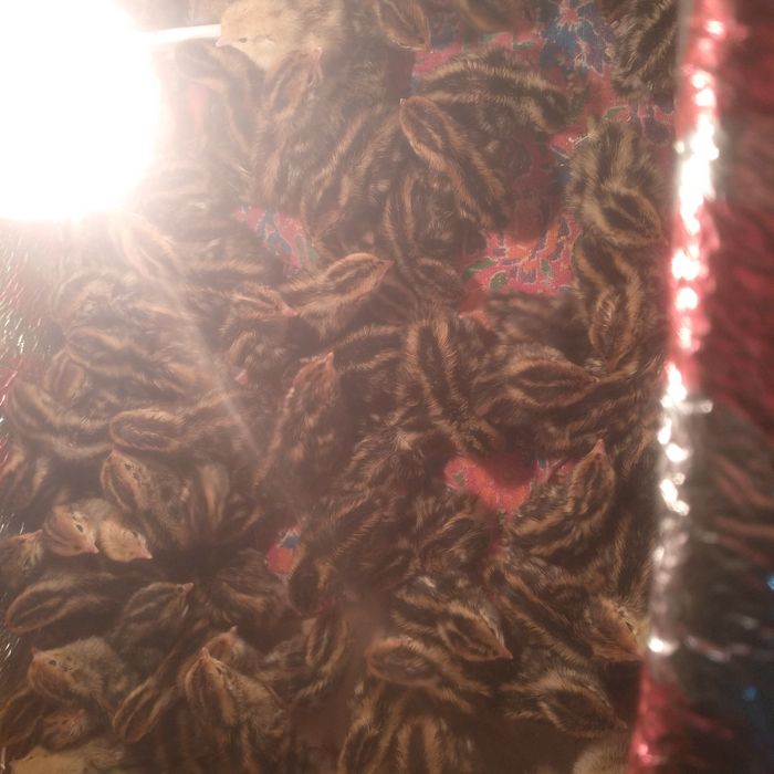 Бедана жужалари  сотилади