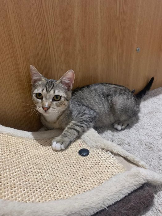 Puiut de pisica,pisicuta frumoasa, pisicuta de adoptat, pisicuța pentru adopție,motanel superb de adoptat