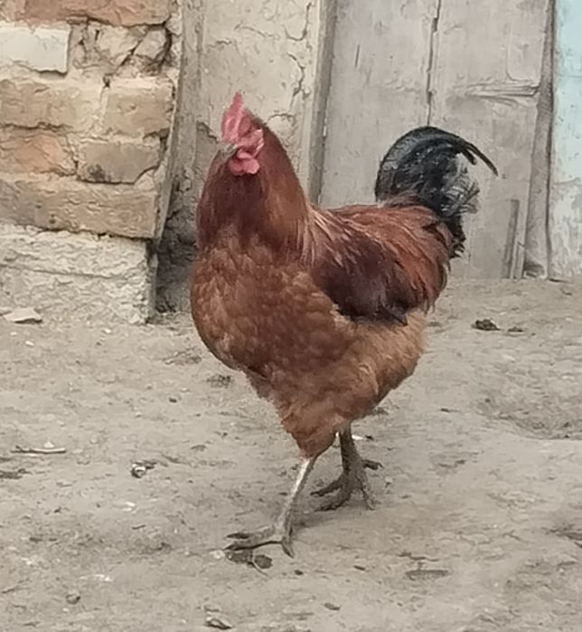 Продам петухов ..