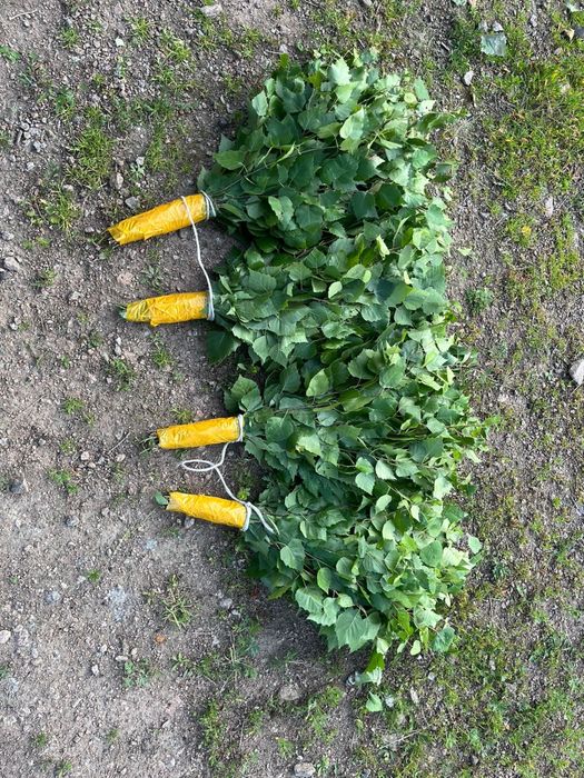 Продам березовые веники.