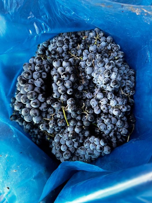Vând struguri de vin calitate foarte bună Othel și roșioară