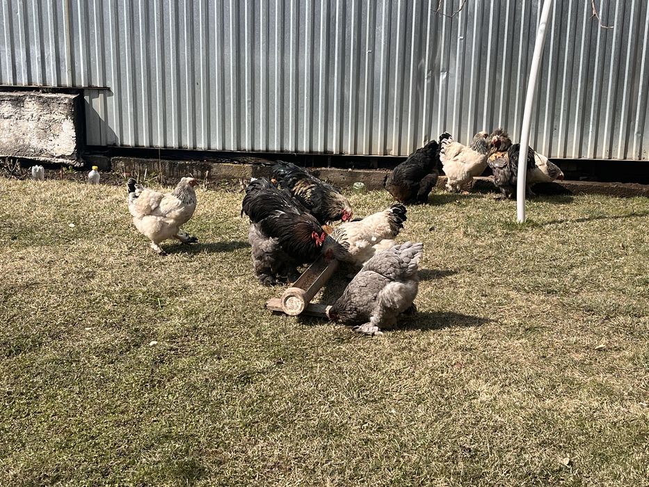 Куры с петухом продаю