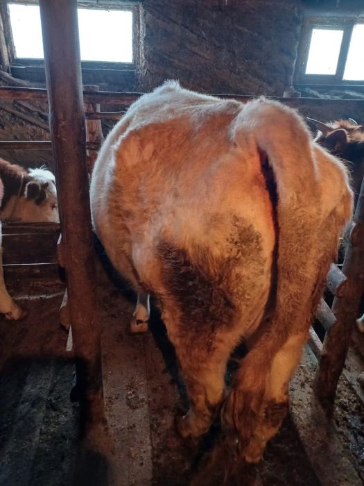 Продам 3  коровы  , 2 коровы с теленком