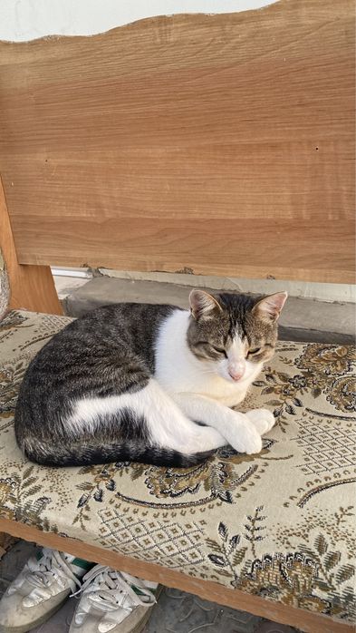 Кот мальчик 1 год
