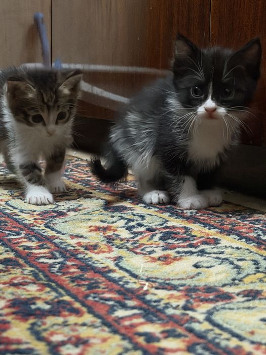 Отдам котят в добрые руки)