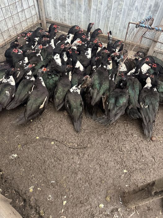 Rate si ratoi de vanzare