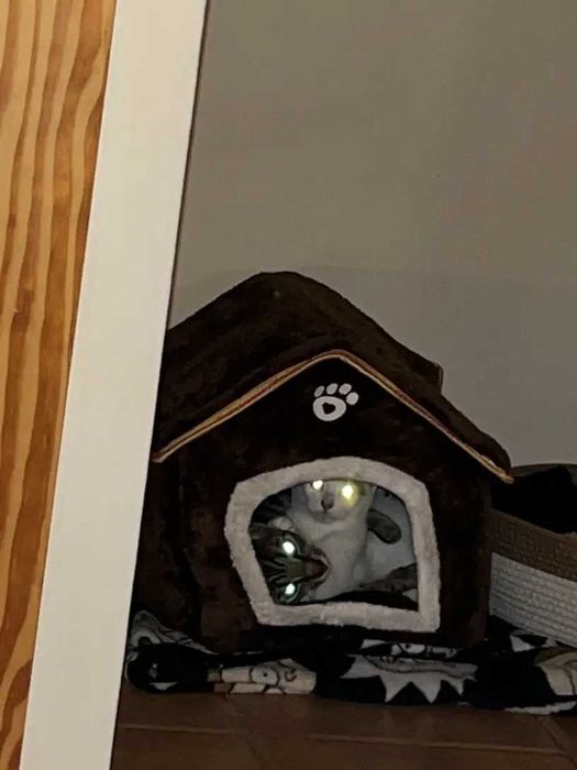 Къща - легло с мека възглавница за котки и кучета, за домашни любимци