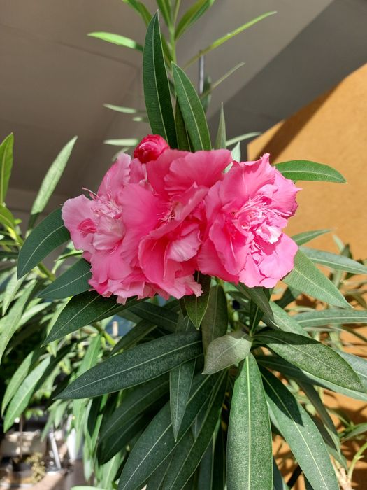 Продам цветущие махровые олеандры