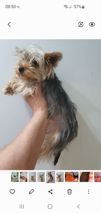 Мини йорки женски