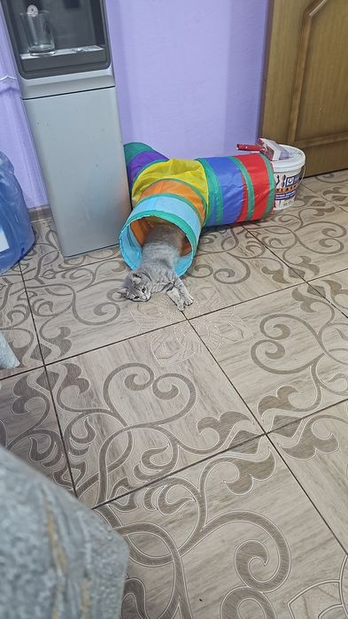 Отдам  котёнка в добрые руки.