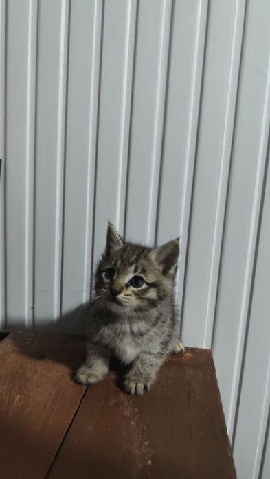 кошка сеаский парода мама