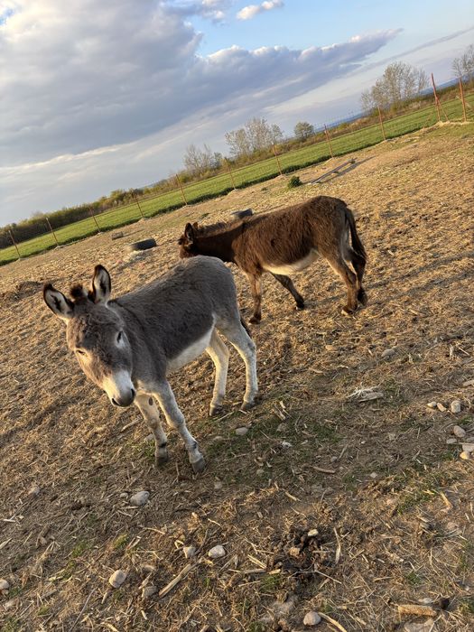 Vand famile de magari