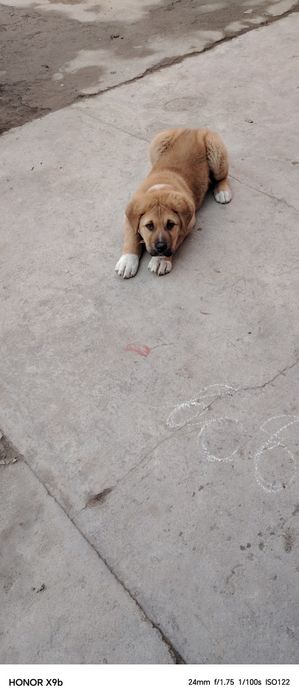 бир ярим ойлик кучик