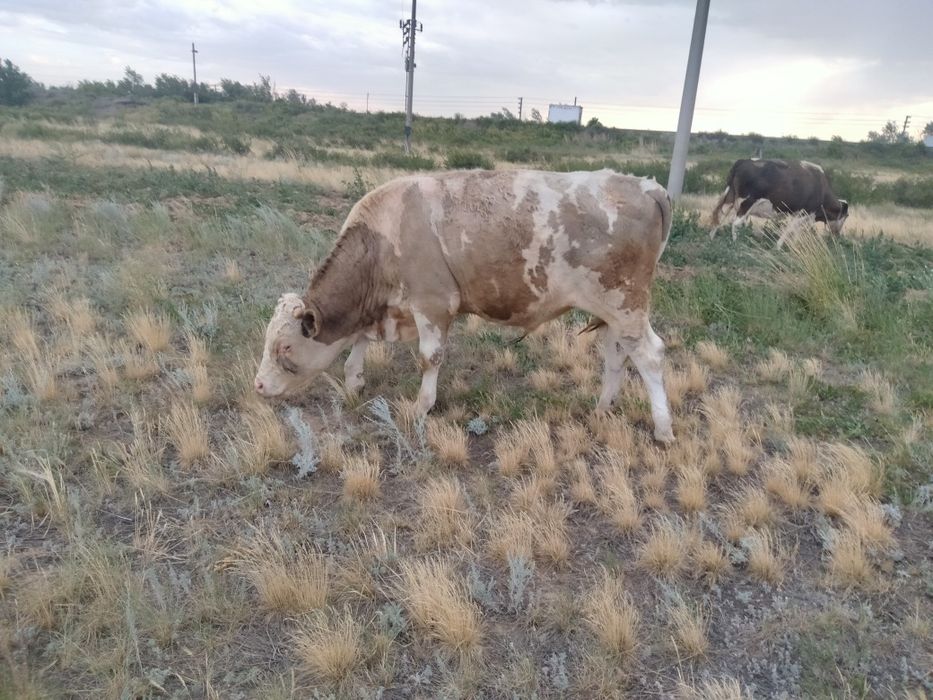 Бык палтарашка. .