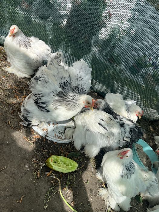 Продам карликовых кохинхинов
