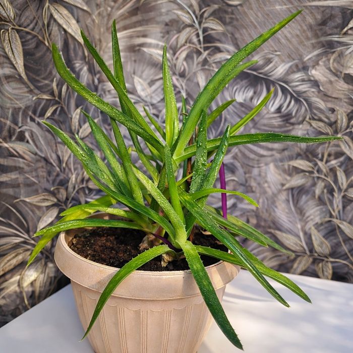 Продам Алое Вера